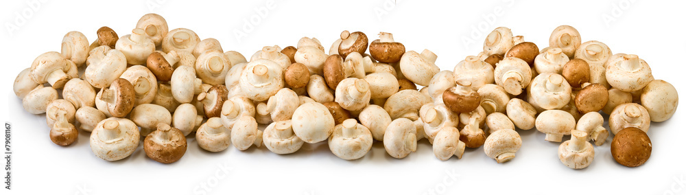 many mushrooms on a white background closeup