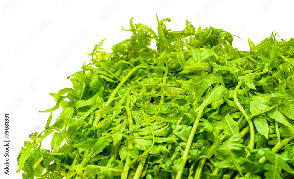 Obraz premium vegetable fern