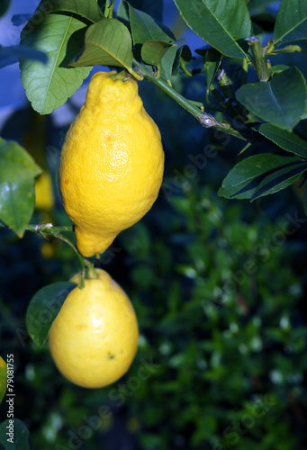 two big lemon hanging on the tree in the orchard in southern Ita