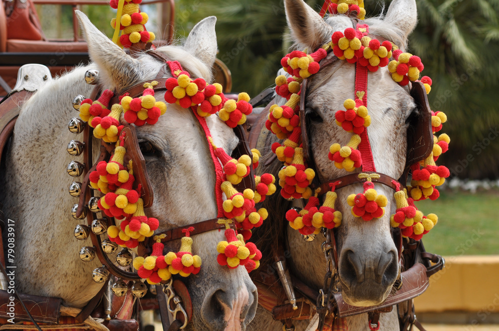 Fototapeta premium Horses decked in fair