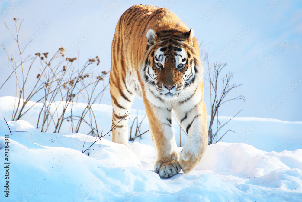 Tiger in the snow