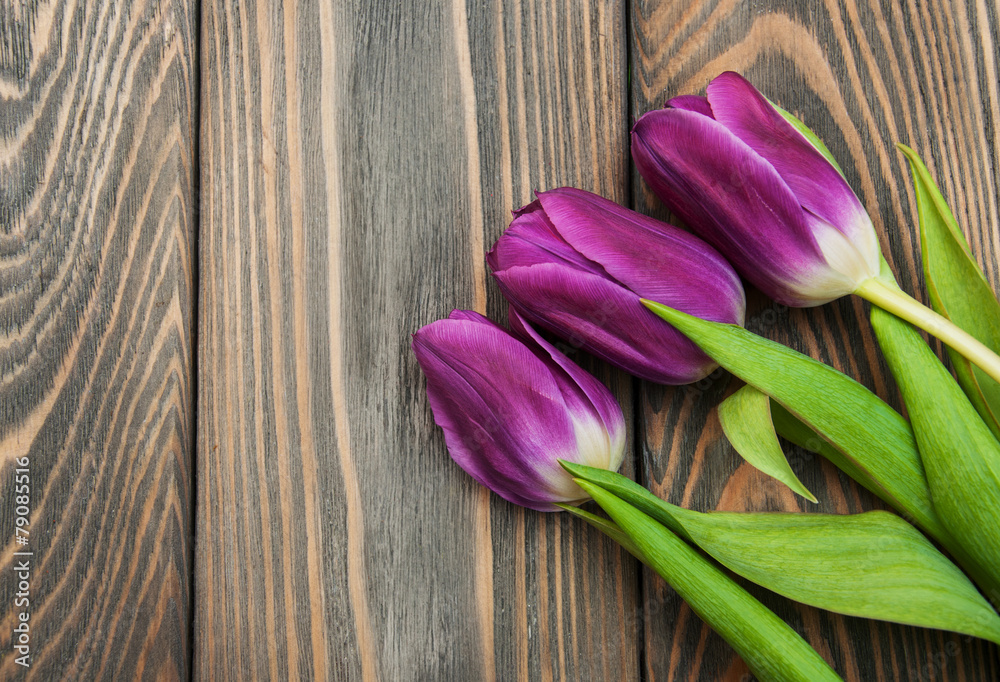 purple colored tulip flowers purple colored tulip flowers