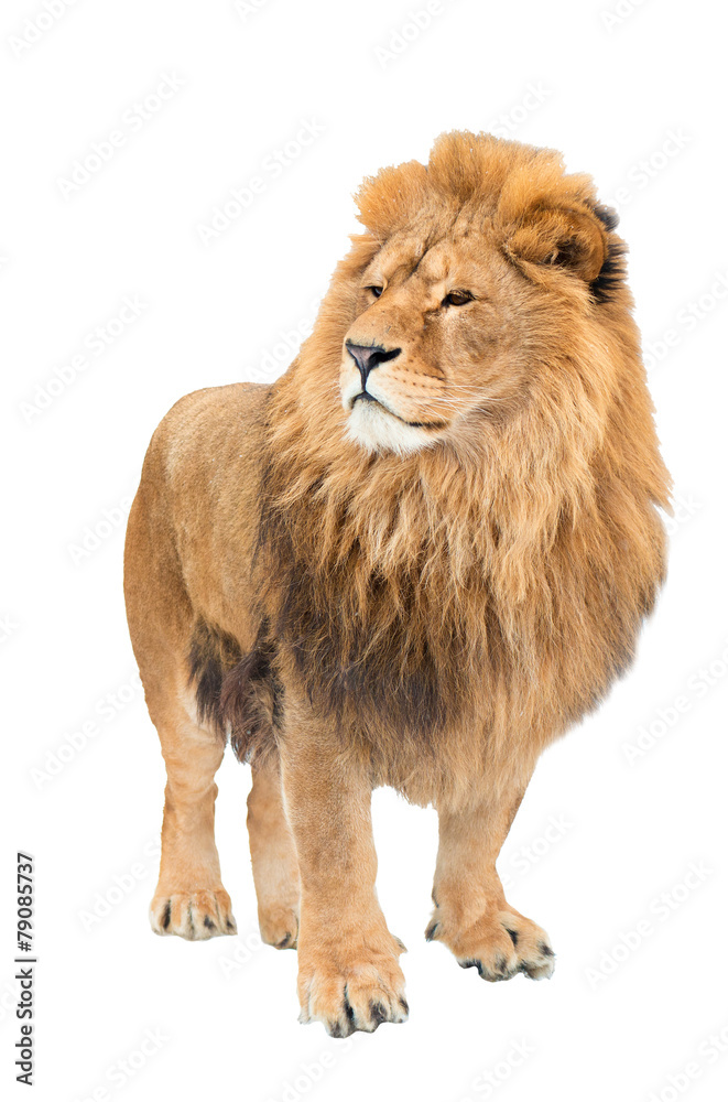 Naklejka premium The old lion. Alpha male. isolated