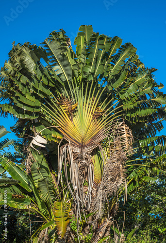 Ravenala or travellers tree  Madagascar