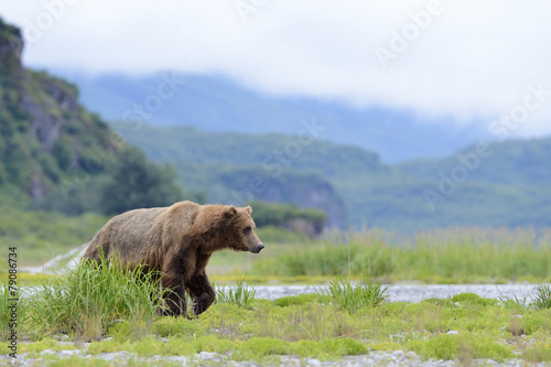 Grizzly Bear walking on riverbank