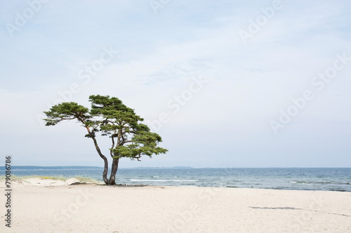 Single beautiful tree on sandy beach in Åhus, Sweden.