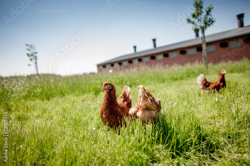 chicken on traditional free range poultry