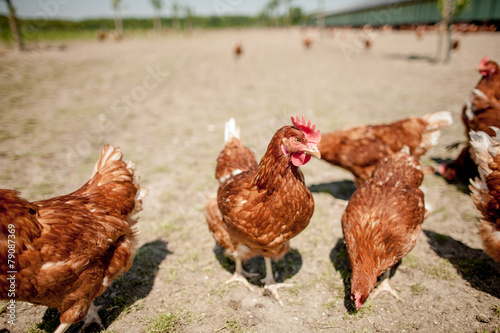 chicken on traditional free range poultry