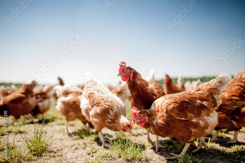 Fotografia chicken on traditional free range poultry