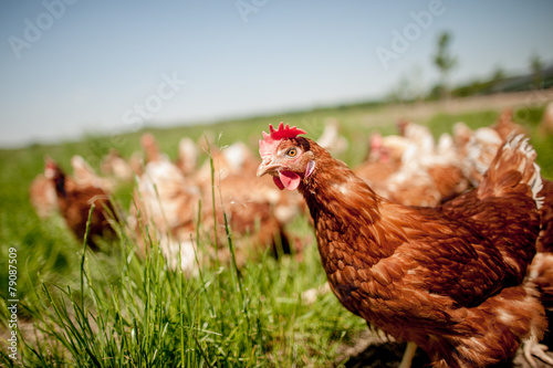 chicken on traditional free range poultry
