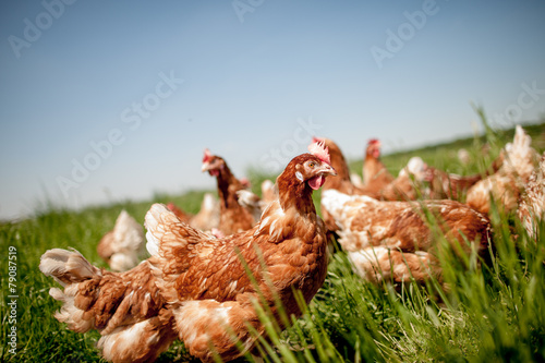 chicken on traditional free range poultry