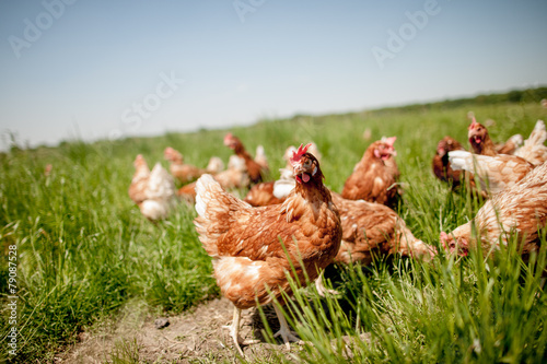Fototapeta chicken on traditional free range poultry