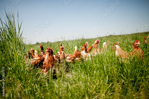 chicken on traditional free range poultry