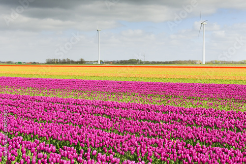 Tulip field and windmills for wind energy power,Holland