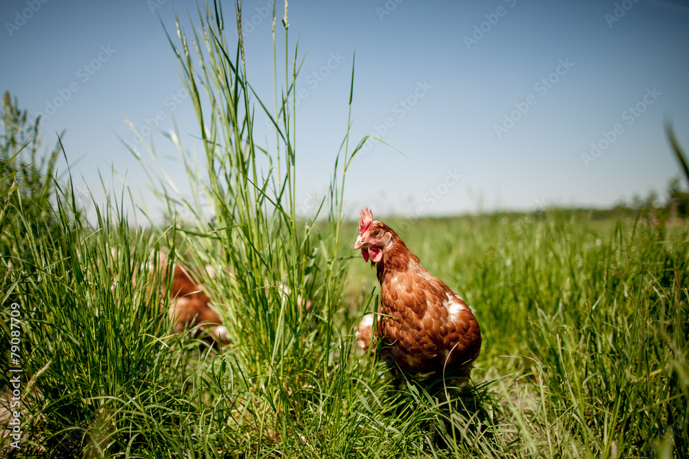 Fototapeta premium chicken on traditional free range poultry