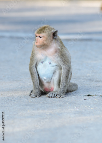 Monkey © pitchayarat2514