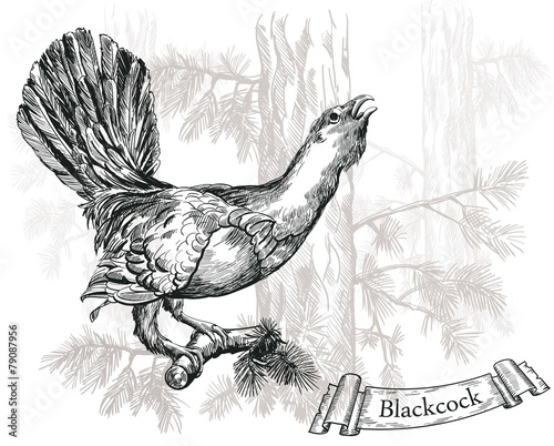 Black grouse