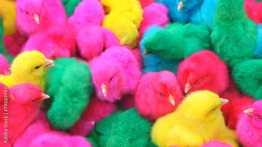 lovely colorful bright painted chicks lovely colorful bright painted chicks