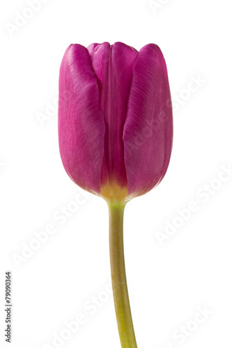 Fototapeta Naklejka Na Ścianę i Meble -  Beautiful purple tulip flower on white