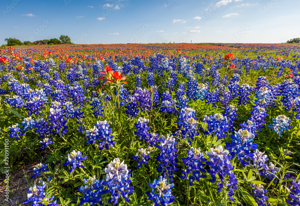 Texas wildflower - bluebonnet and indian paintbrush in spring