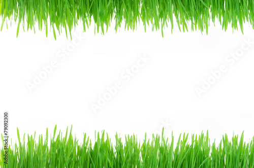 Green Plant Isolated on white