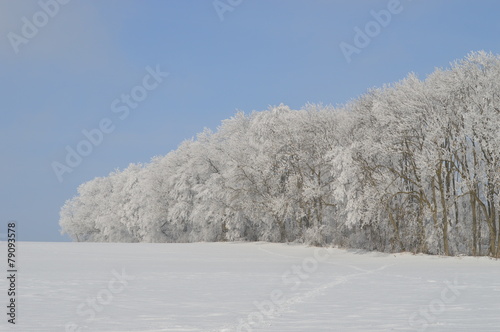 Wald im Schnee und Eis