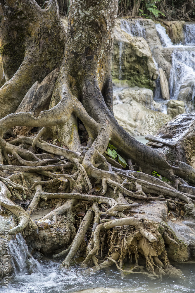 plants in Laos
