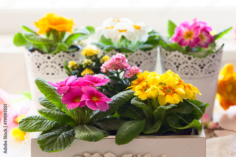 primula flowers in pots