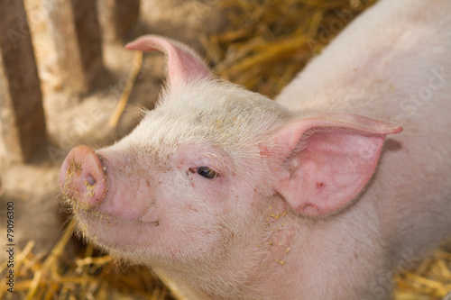 small pig in farm © ctvvelve