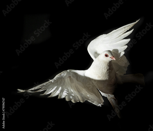 a white pigeon
