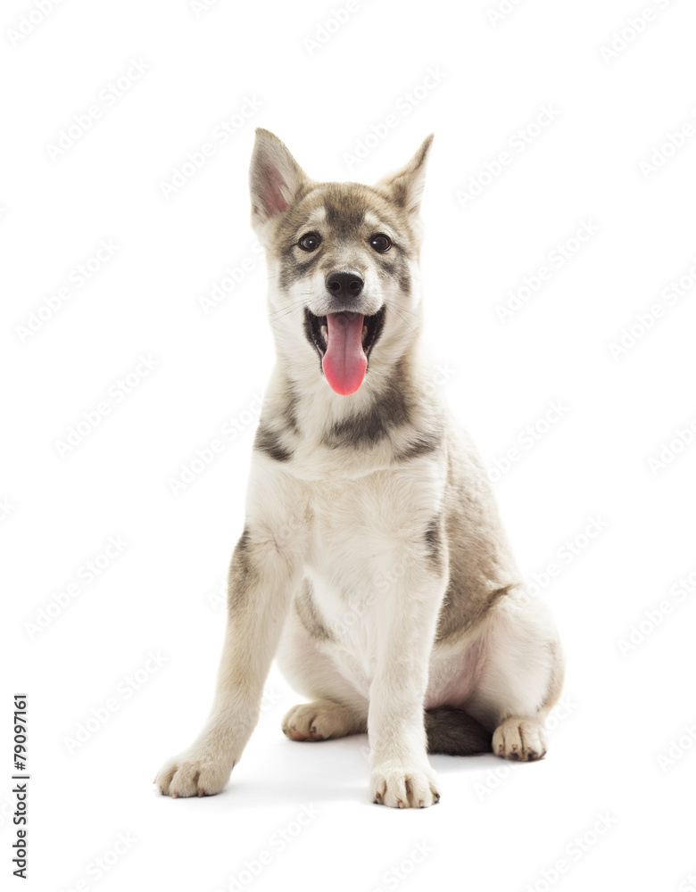 Siberian Husky puppy on a white background