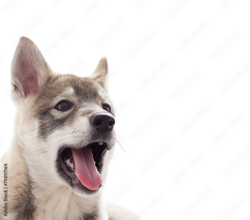 portrait of a puppy of Siberian husky