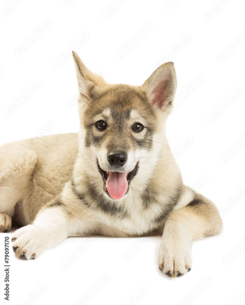 Portrait of a Siberian Husky puppy on a white background