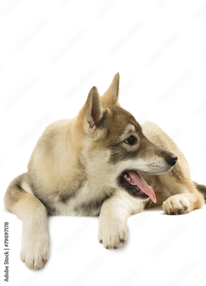 portrait of a puppy of Siberian husky with his tongue hanging ou