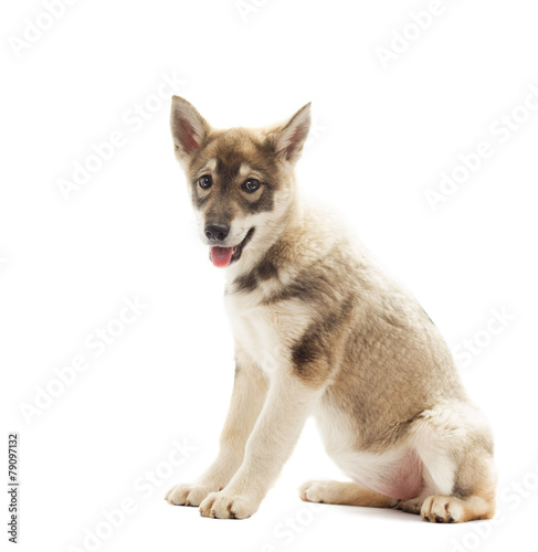 Siberian Laika puppy sits on a white background isolated