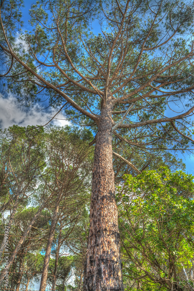 Fototapeta premium pine tree under a blue sky in Mugoni pinewood