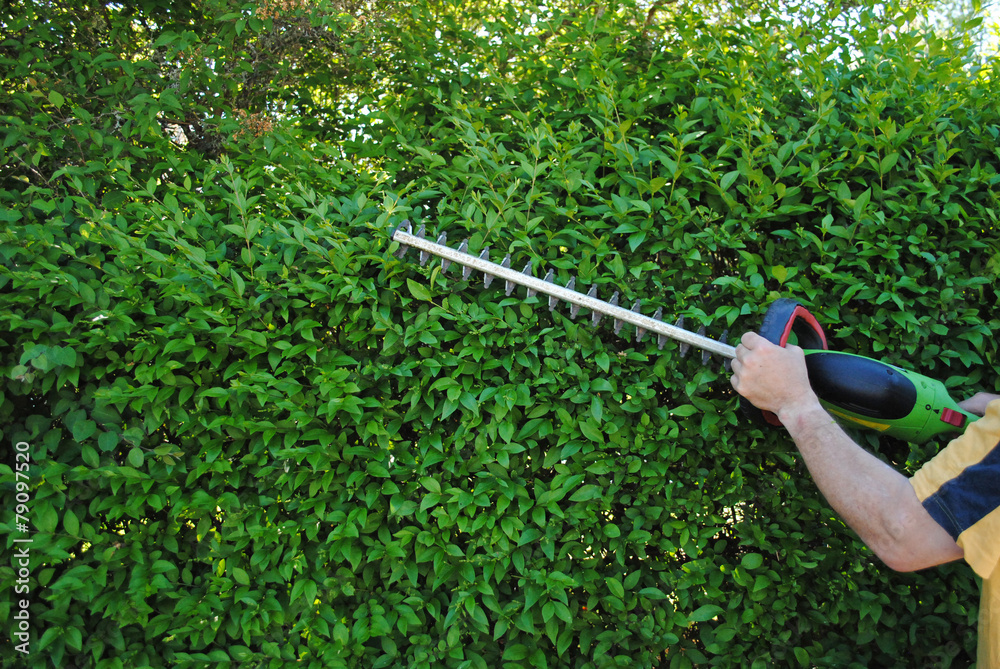 Hecke schneiden StockFoto Adobe Stock