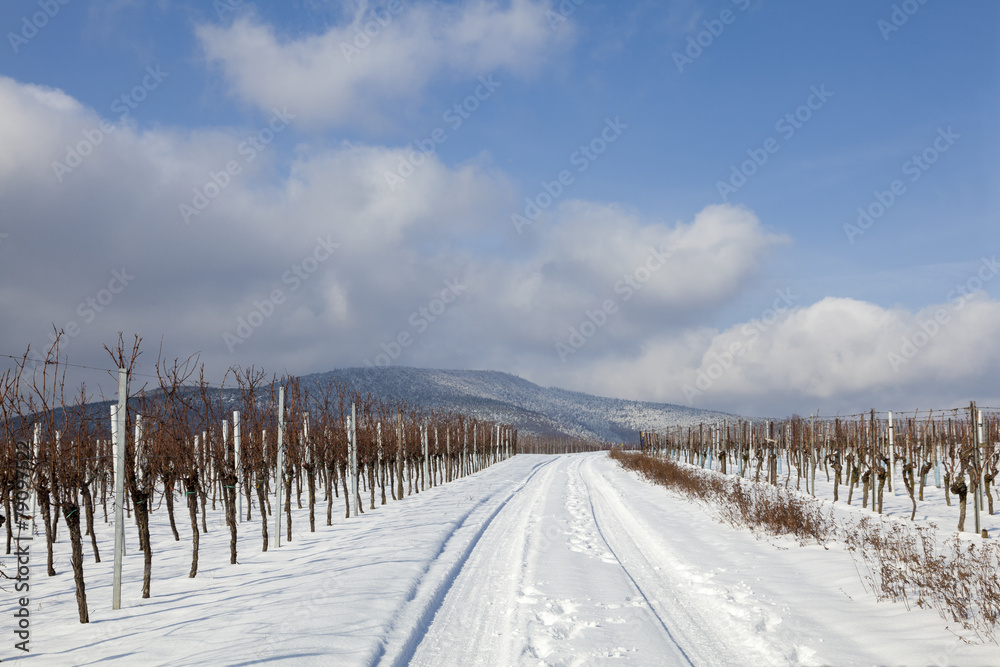 Winter in der Südpfalz