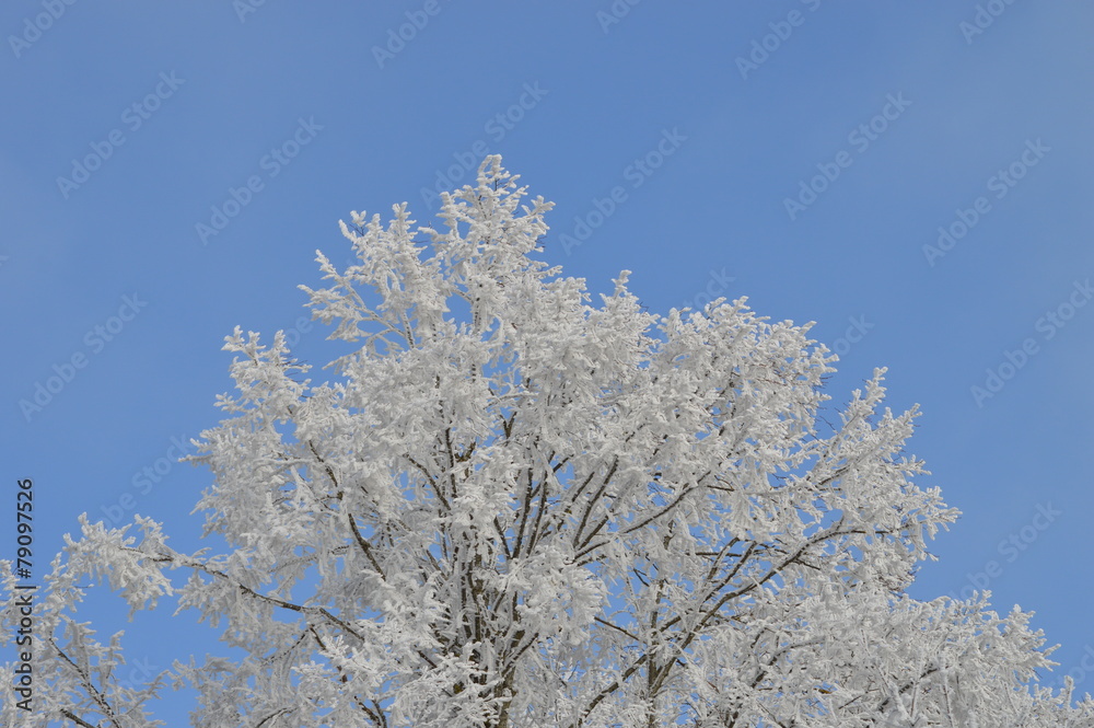 Eis und Baum, Winter