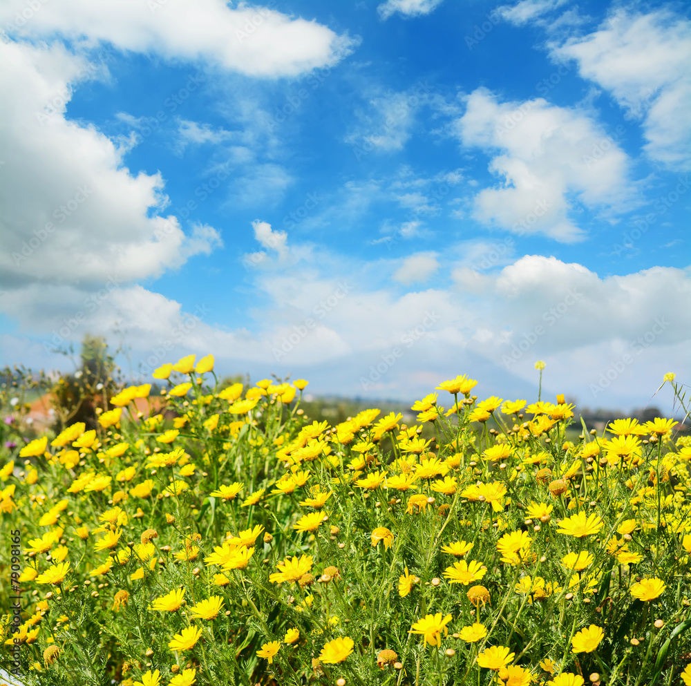 yellow flowers under a blue sky