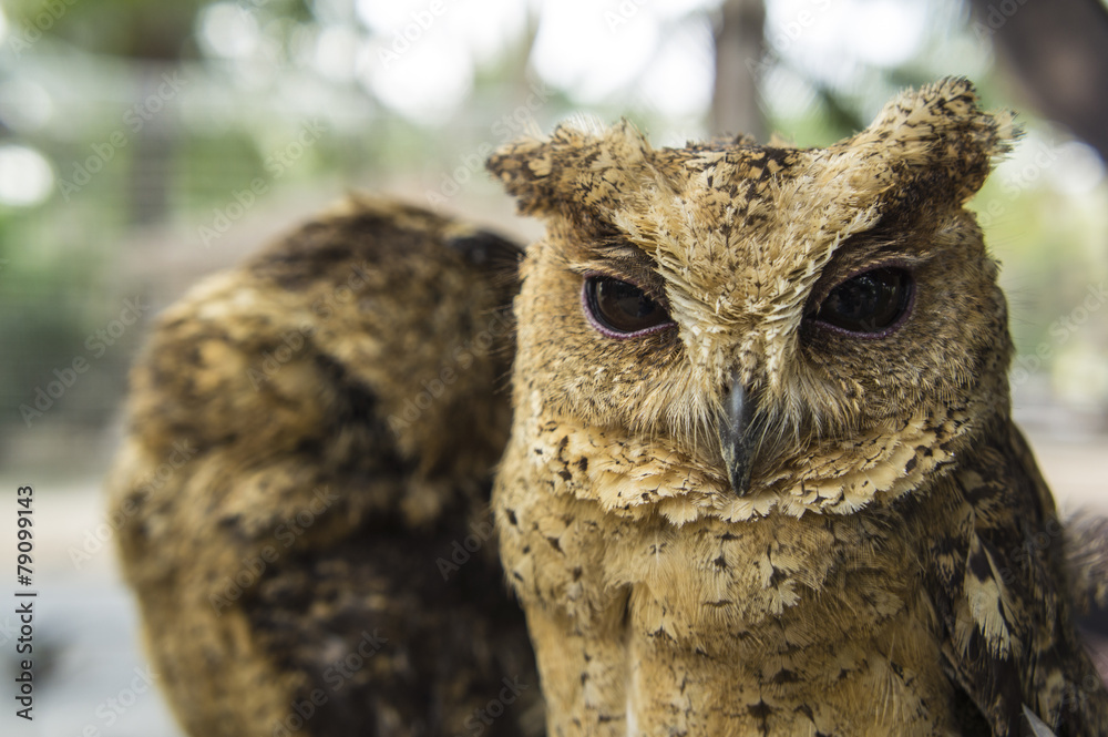 owl little small staring concept owl little small staring concept
