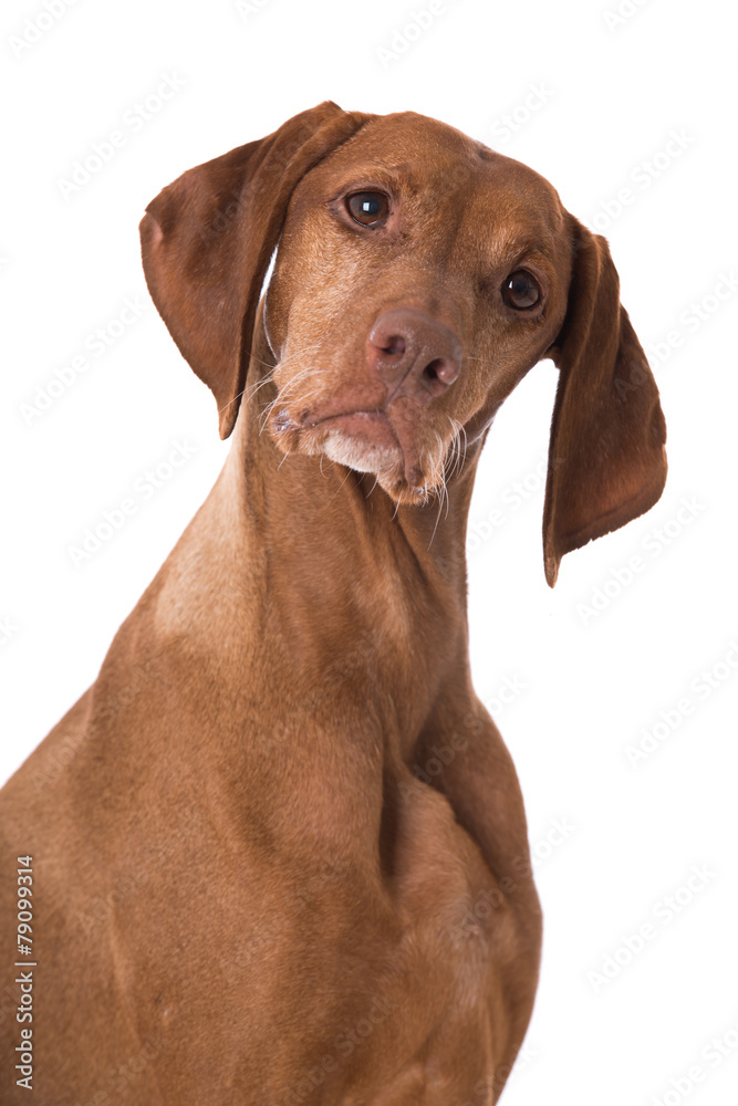 Magyar Vizsla