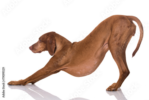 Fototapeta Naklejka Na Ścianę i Meble -  Hund macht Diener