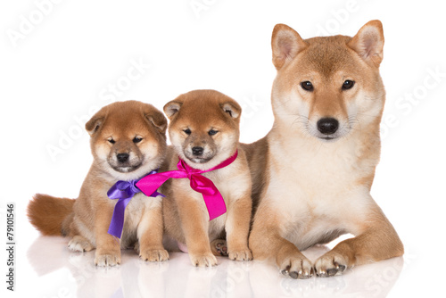 red shiba inu dog with two puppies