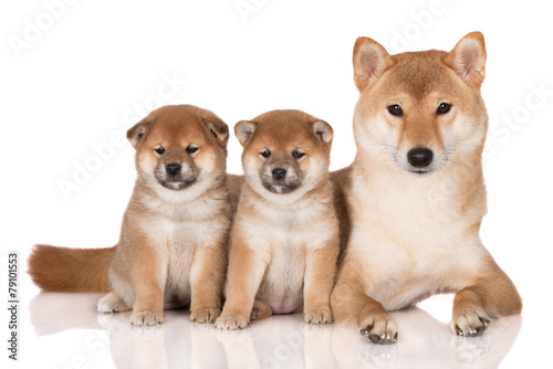 shiba inu dog with her puppies