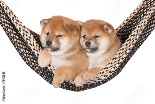 two adorable red puppies in a hammock