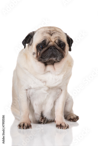 very sad pug dog © otsphoto