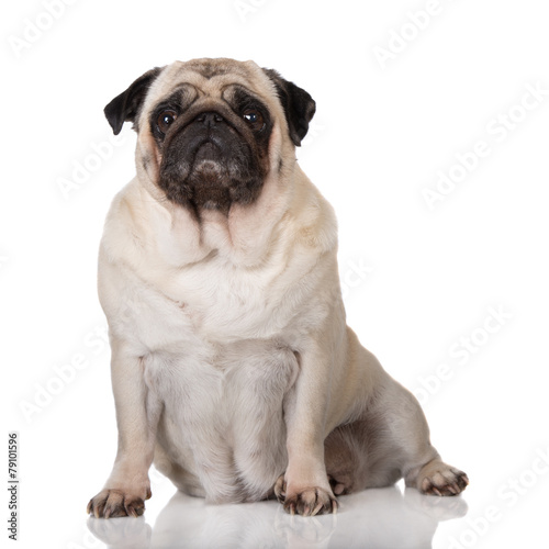 old pug dog sitting on white