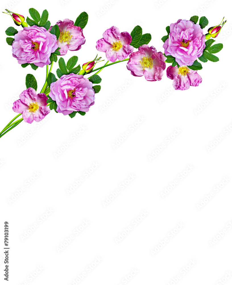 Dog rose (Rosa canina) flowers on a white background