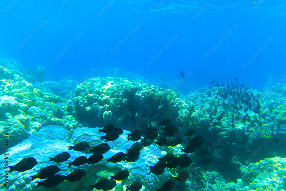 Obraz premium Underwater panorama